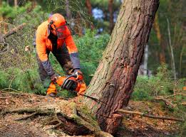 Best Leaf Removal  in Wurtsboro, NY