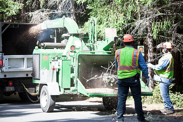 Best Tree Removal Service  in Wurtsboro, NY